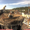 16_15-nest.jpg
