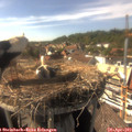 16_20-nest.jpg