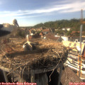 16_25-nest.jpg