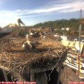 16_30-nest.jpg