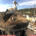 16_35-nest.jpg