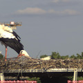16_40-mast.jpg