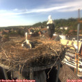 16_40-nest.jpg
