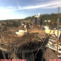 16_50-nest.jpg