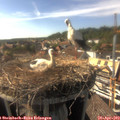 16_55-nest.jpg