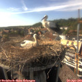 17_00-nest.jpg