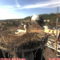 17_05-nest.jpg
