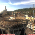 17_10-nest.jpg