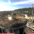 17_15-nest.jpg