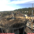 17_50-nest.jpg