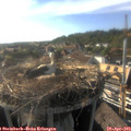 17_55-nest.jpg