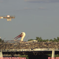 18_05-mast.jpg