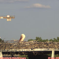 18_20-mast.jpg
