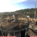 18_30-nest.jpg