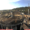 18_35-nest.jpg