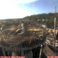 18_40-nest.jpg