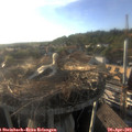 18_45-nest.jpg