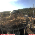 18_50-nest.jpg