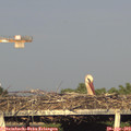 18_55-mast.jpg