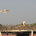 19_05-mast.jpg