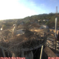 19_10-nest.jpg