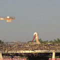 19_15-mast.jpg