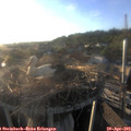 19_25-nest.jpg