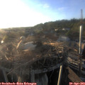 19_30-nest.jpg