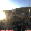 19_40-nest.jpg
