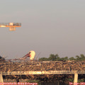 19_55-mast.jpg