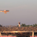20_10-mast.jpg