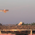 20_15-mast.jpg