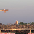 20_20-mast.jpg
