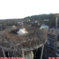 06_10-nest.jpg