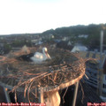 06_15-nest.jpg