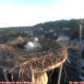 06_20-nest.jpg