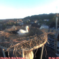 06_25-nest.jpg