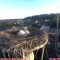 06_30-nest.jpg