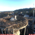 06_35-nest.jpg