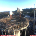06_40-nest.jpg