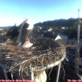 06_50-nest.jpg