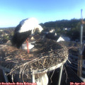 07_00-nest.jpg