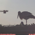 07_05-mast.jpg