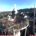 07_05-nest.jpg