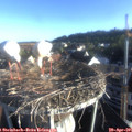 07_15-nest.jpg