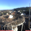 07_20-nest.jpg