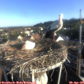 07_25-nest.jpg