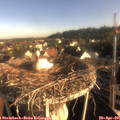 07_30-nest.jpg