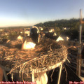 07_35-nest.jpg