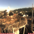 07_45-nest.jpg